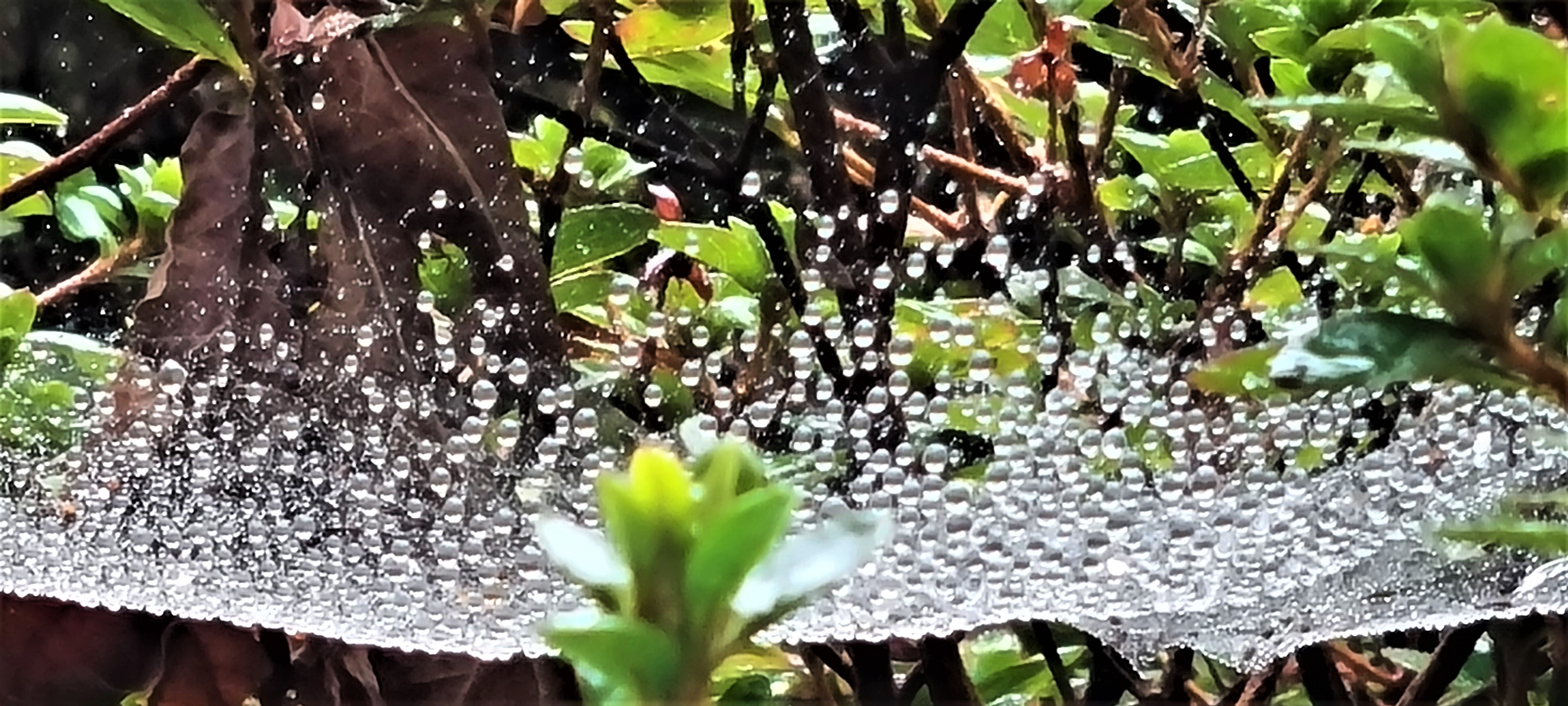 Water beads caught in a spider’s web